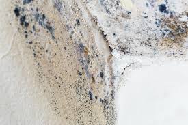 Reliable West Bay Shore, NY Mold Removal Solutions